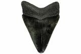 Juvenile Megalodon Tooth - South Carolina #310493-1